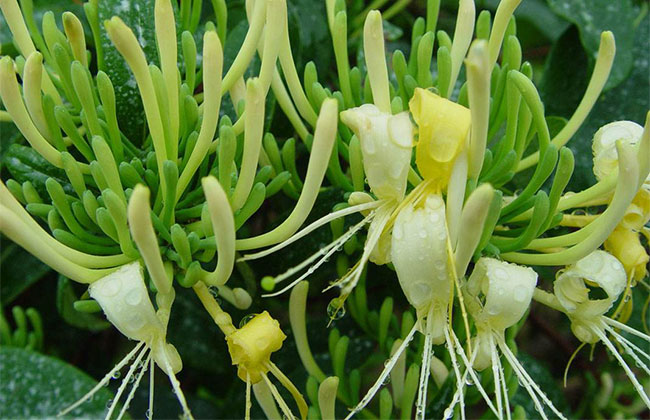 农村山区种植什么前景好？山区农村种植什么最赚钱？