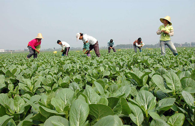 目前农村种植什么赚钱?农村种植什么不愁销路?