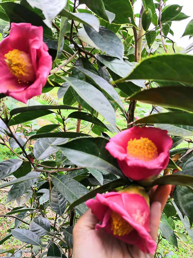 种植红花油茶前景怎样?大果红花油茶种植效益分析