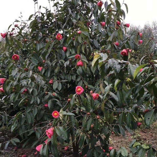 种植红花油茶前景怎样?大果红花油茶种植效益分析