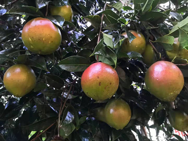 种植红花油茶前景怎样?大果红花油茶种植效益分析