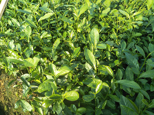 种植茶树前景怎样?茶树的栽培与种植技术