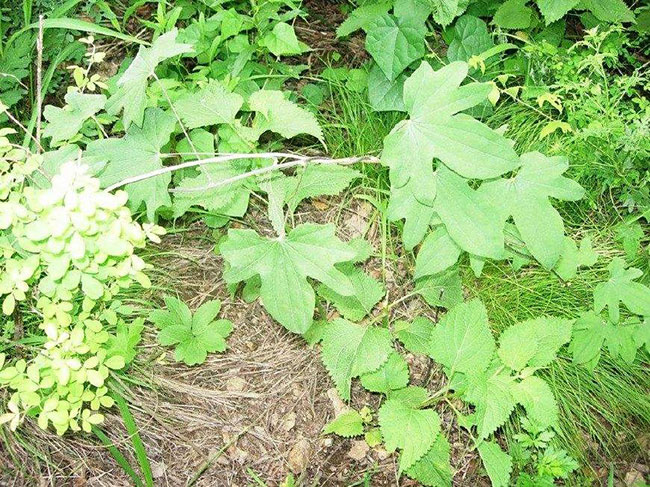 穿山龙的种植前景如何?穿山龙的种植技术