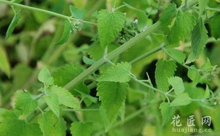 常见病虫害防治