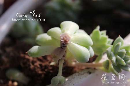 静夜黑腐病该如何防治呢