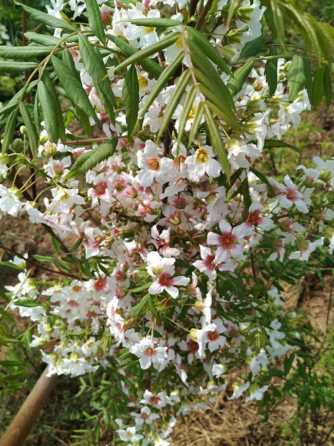 文冠果种植前景如何?文冠果的种植技术及效益
