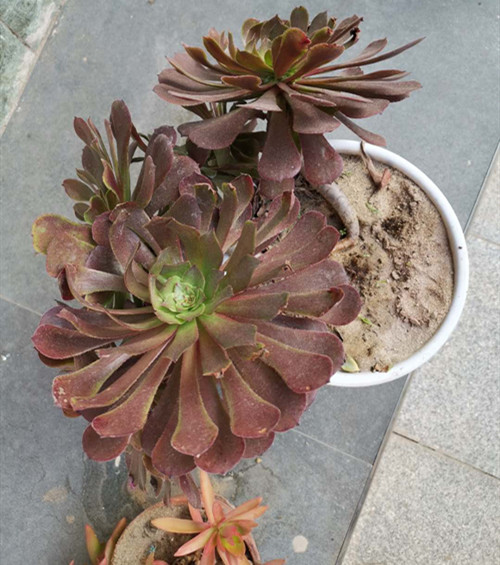 微信图片_20201017220532_副本.jpg