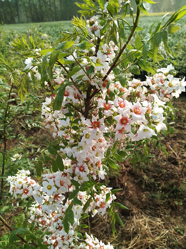 穿山龙