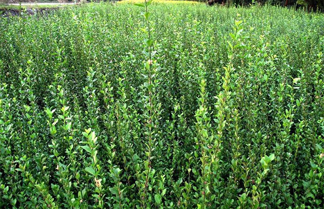 绿化树种植什么前景好?现在哪种绿化树前景好?