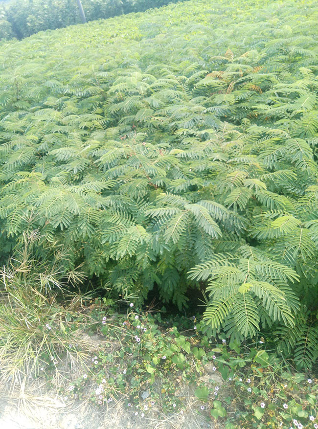 绿化树种植什么前景好?现在哪种绿化树前景好?