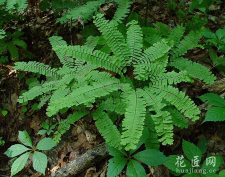 铁线蕨的药用功效