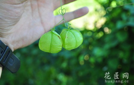 风铃花的药用功效及其作用