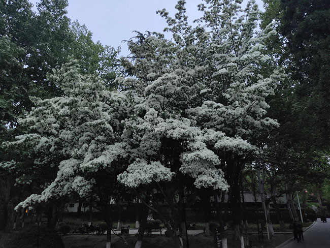 种植流苏前景好吗?流苏树的种植技术