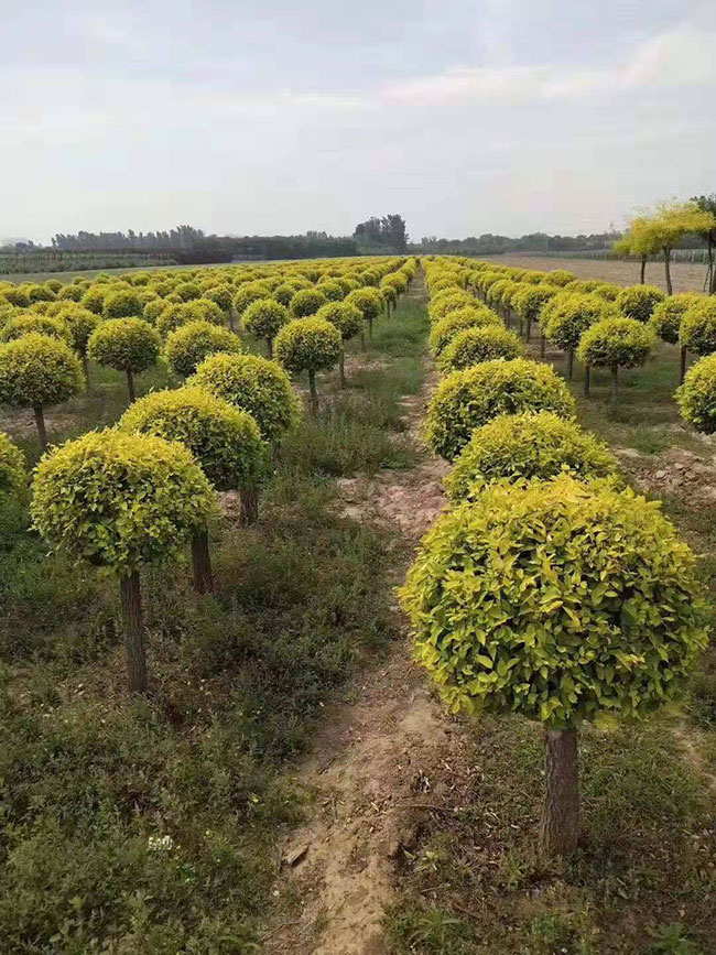 榆树未来前景怎么样?榆树种植效益与前景