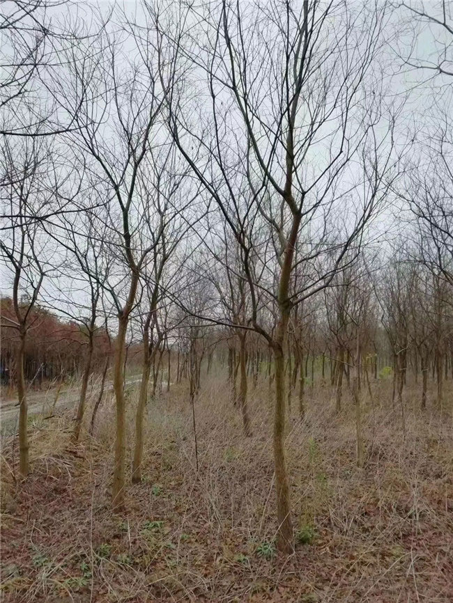 乌桕树未来种植前景怎么样?附乌桕树种植方法