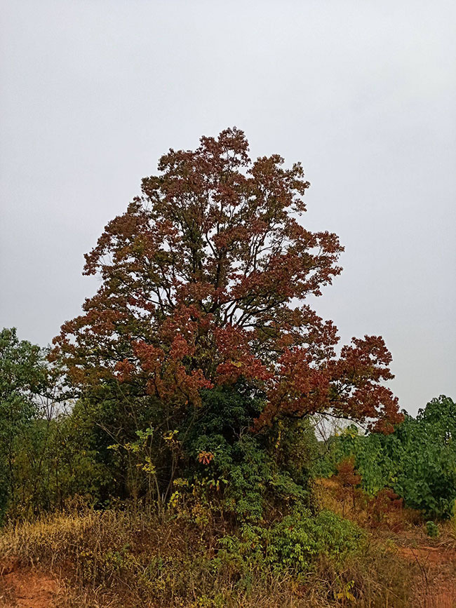 乌桕树未来种植前景怎么样?附乌桕树种植方法