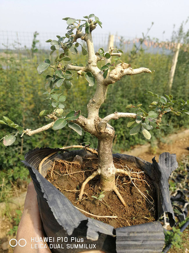 对节白蜡