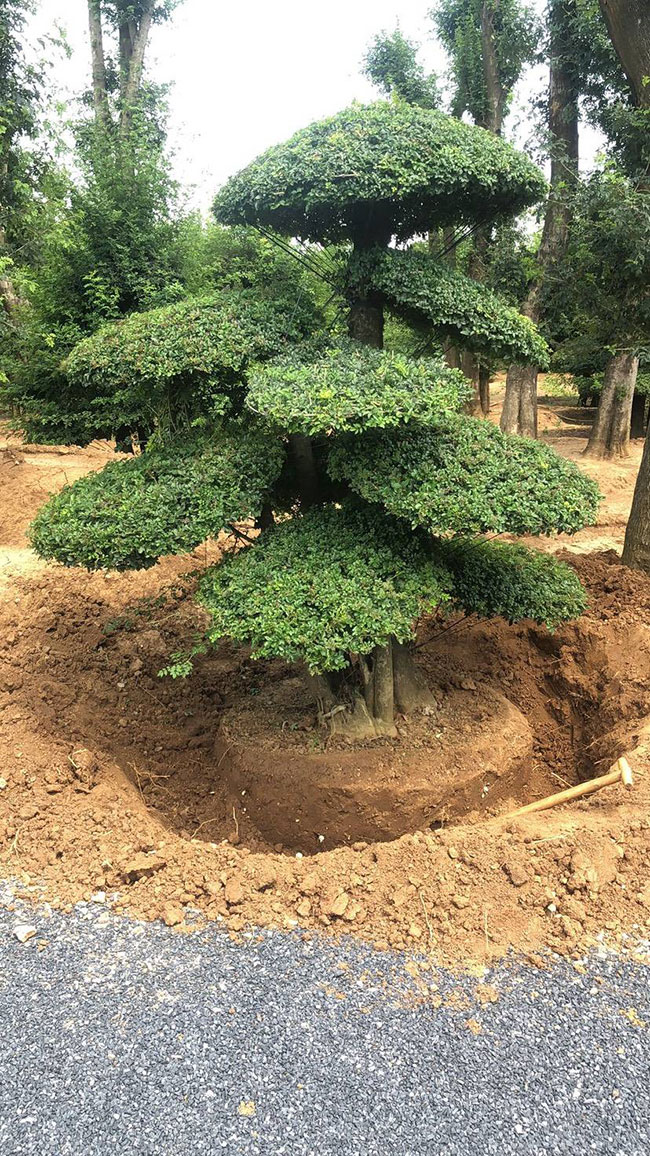 对节白蜡