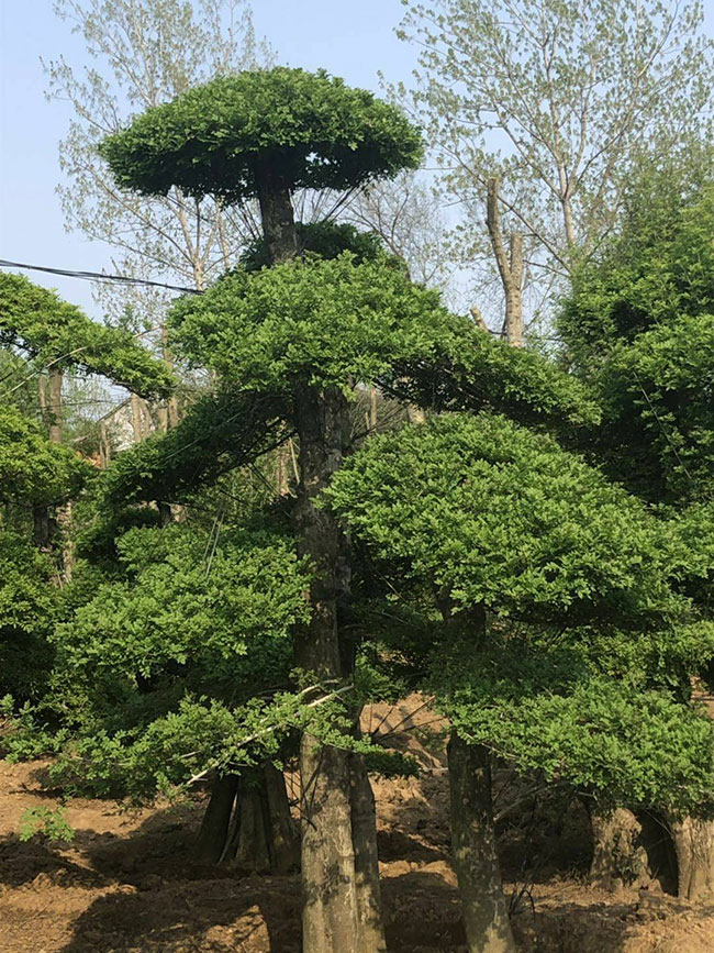 对节白蜡