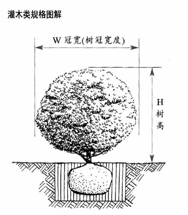 高杆好还是低杆好？2017园林植物规格须知