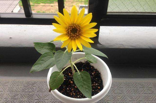 src=http___p7.itc.cn_images01_20201124_a0b842bb5ddd42dd830aff7f7aa6046a.jpeg&refer=http___p7.itc_副本.jpg