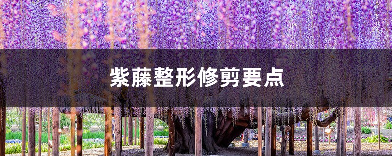紫藤整形修剪要点