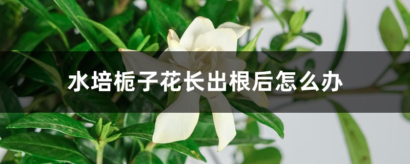 水培栀子花长出根后怎么办
