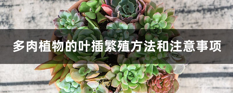 多肉植物的叶插繁殖方法