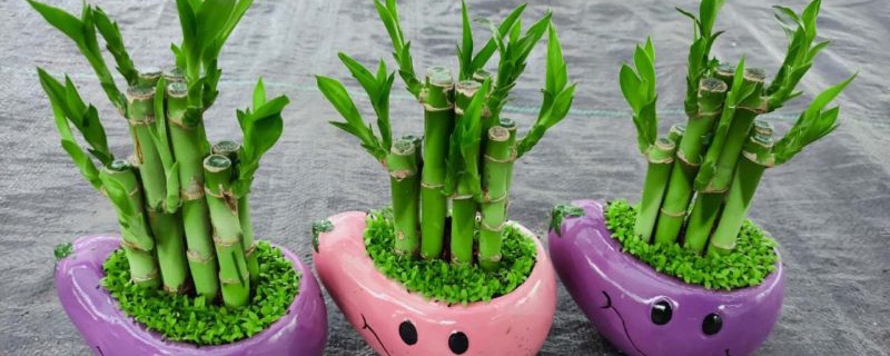 属羊适合养什么植物