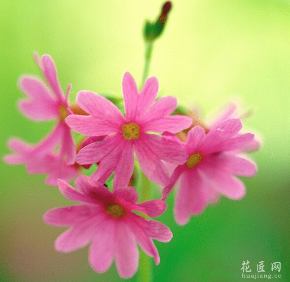 杜红花