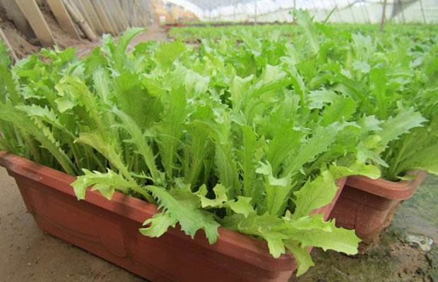 盆栽蔬菜3.jpg