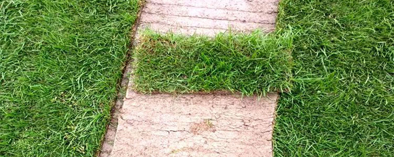 结缕草种子直接撒地上能活吗 结缕草种子直接撒地上能活吗