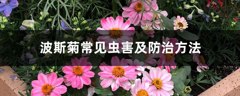 波斯菊常见虫害及防治方法