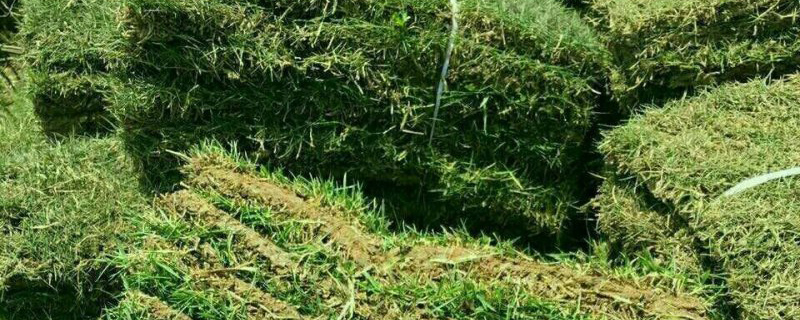 马尼拉草皮种植技术