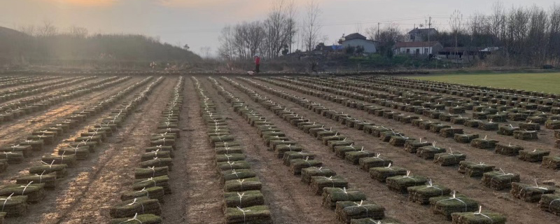 马尼拉草什么时候种