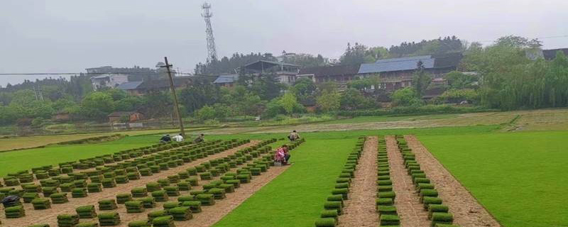 种植马尼拉草皮的注意事项