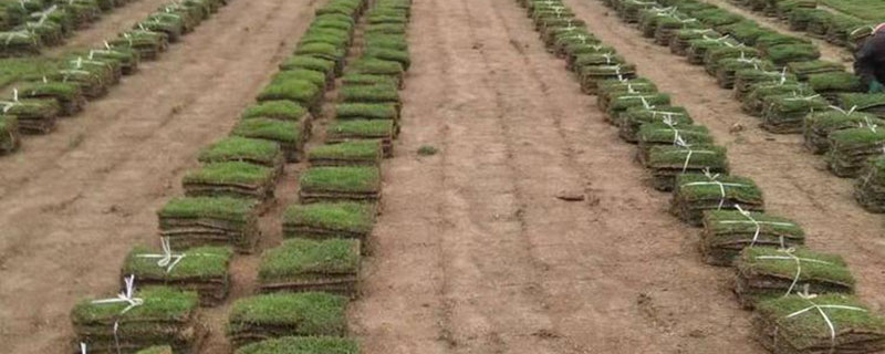 老鹰草的养护和种植技巧