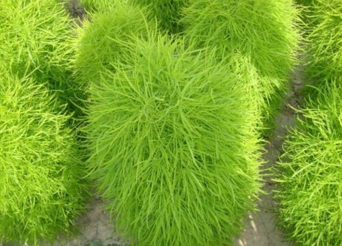 地肤是多年生还是一年生的植物