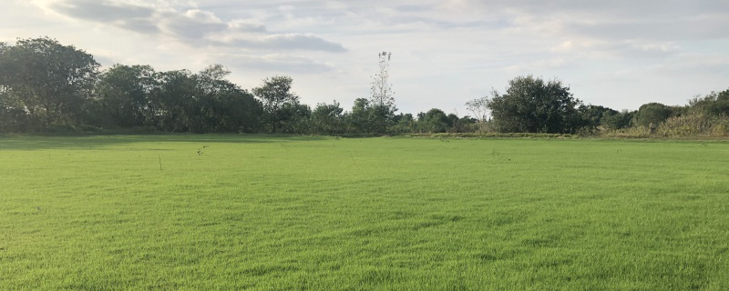 果岭草种子种植方法要点