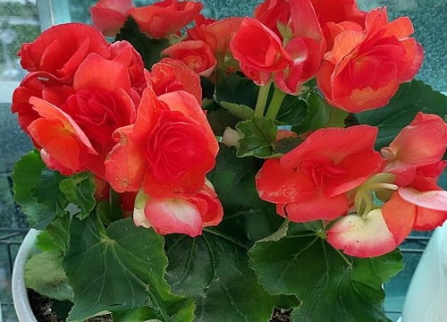 丽格海棠怎么度夏安全