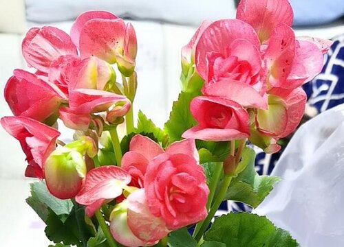 丽格海棠是四季开花吗