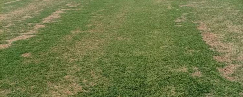 一斤果岭草种子种多少面积
