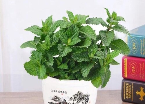 罗勒是一年一种吗