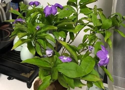 紫茉莉是一年生还是多年生
