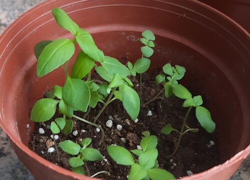 罗勒和藿香是一种植物吗