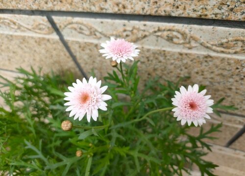 玛格丽特花是多年生吗