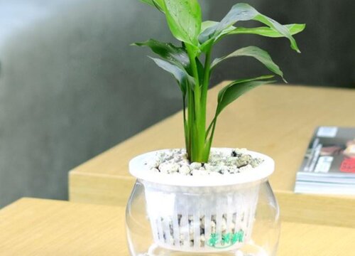 鹤望兰养护一定要把握好的要点