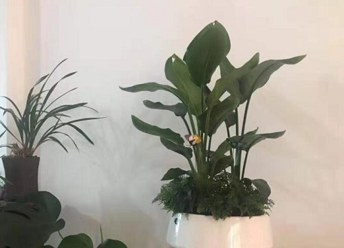 夏季怎么养鹤望兰长得快