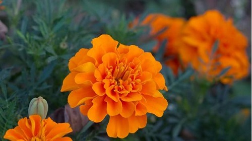 孔雀草一年开几次花 花期月份与时间