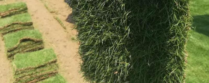 天鹅绒草坪什么季节种
